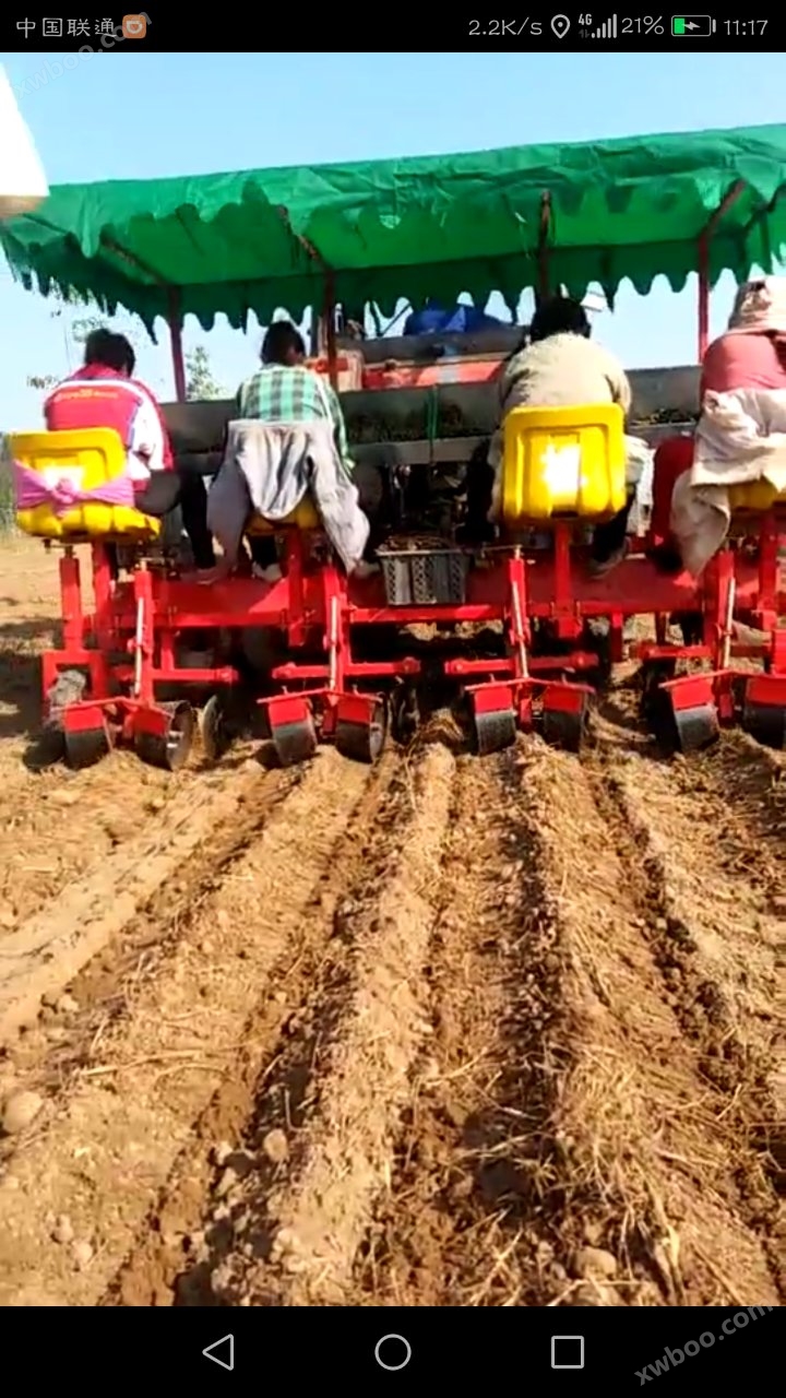 Patru Linii Dan Plantator