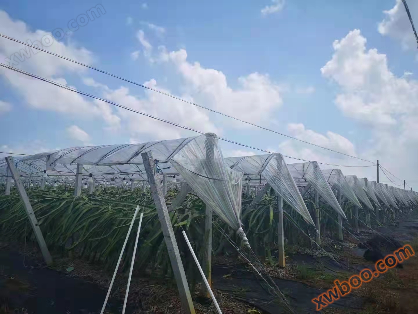 1637291524727127.jpg 防寒膜