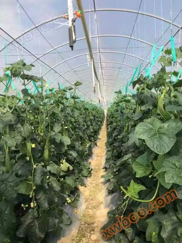 大棚膜厂家