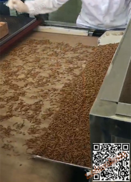 Équipement de séchage par soufflage à l'eau noire - Équipement de séchage par soufflage pour insectes