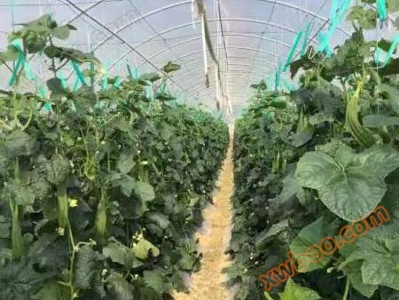 Silk gourd greenhouse film